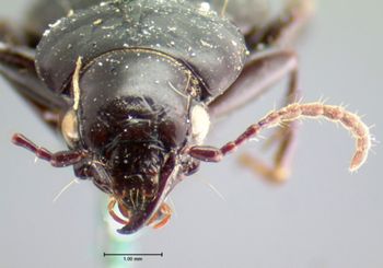 Media type: image;   Entomology 5614 Aspect: head frontal view